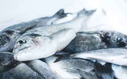 ¿Es rico en ácidos grasos omega-3 el pescado que consumimos en Chile?