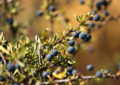 El calafate: fruto nativo chileno con prometedores efectos sobre la bioenergética del tejido adiposo