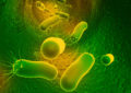 Núcleo Milenio Biología de la Microbiota: Estudia cómo un grupo relevante de bacterias intestinales asociadas a salud, se adquieren, persisten y se transmiten entre humanos